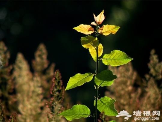 夏日美景拍摄攻略[墙根网]