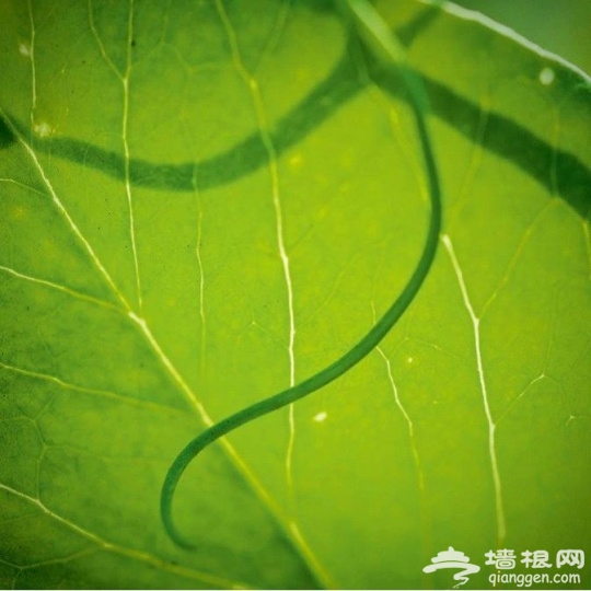 夏日美景拍摄攻略[墙根网]
