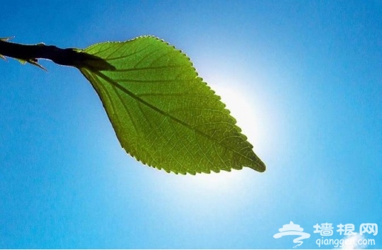 夏日美景拍摄攻略[墙根网]