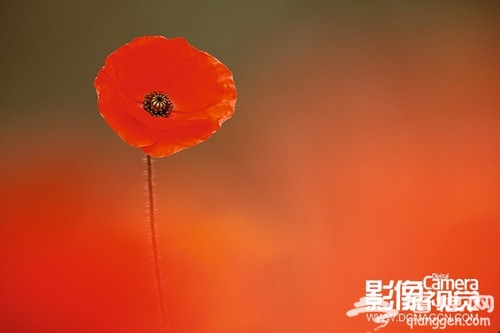 拍摄花卉的实用方法