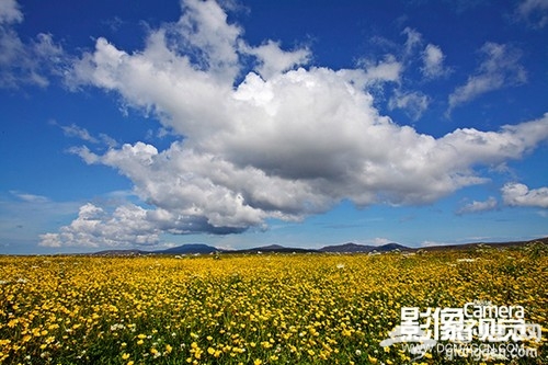 拍摄花卉的实用方法