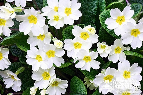 拍摄花卉的实用方法