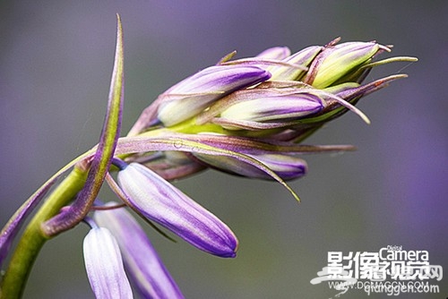 拍摄花卉的实用方法