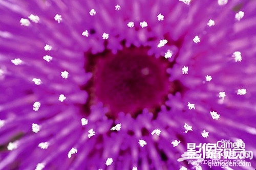拍摄花卉的实用方法