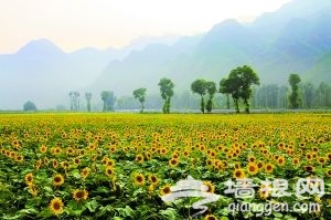 延庆:千家店千亩葵海惊艳山水画廊