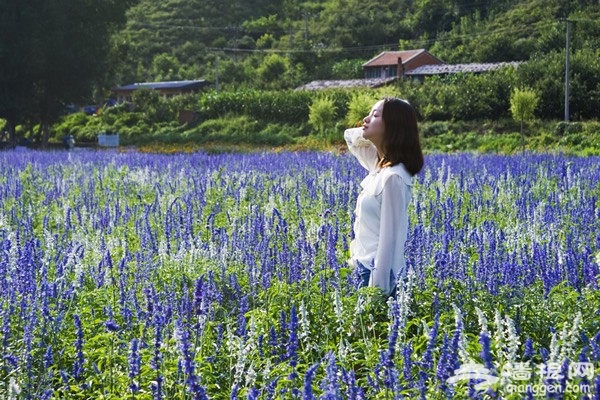 密云人间花海观光园：一场与紫色的邂逅 