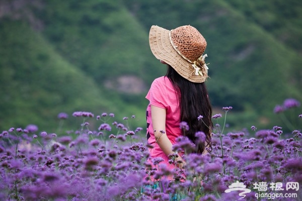 密云人间花海观光园：一场与紫色的邂逅 