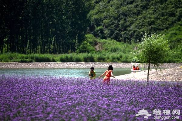 密云人间花海观光园：一场与紫色的邂逅 