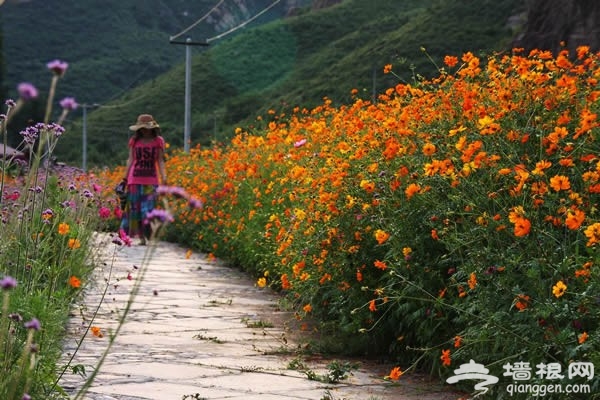 密云人间花海观光园：一场与紫色的邂逅 