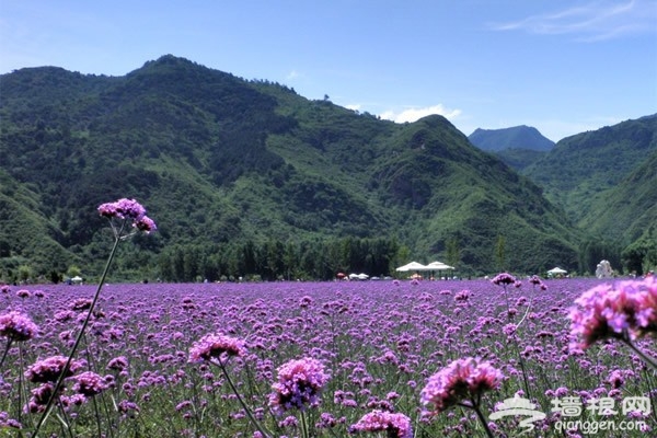 密云人间花海观光园：一场与紫色的邂逅 
