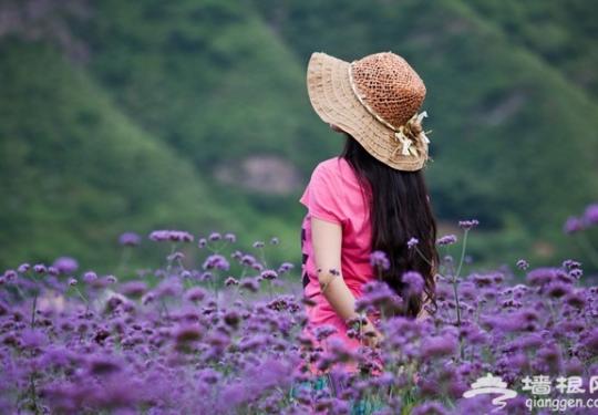 密云人间花海观光园：一场与紫色的邂逅