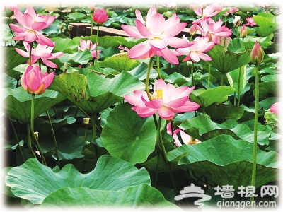 北海公园:荷花“深处”故事多[墙根网]