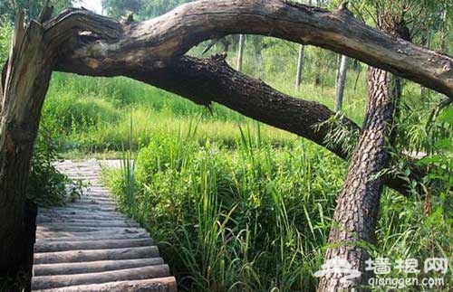 三里河湿地公园：夏日娱乐休闲游