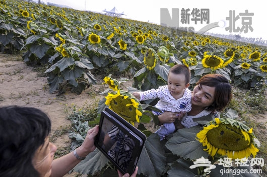 房山长沟镇花海畅游[墙根网]
