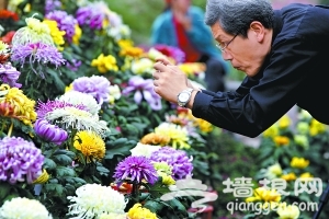 北京植物园2012年菊花文化节开幕