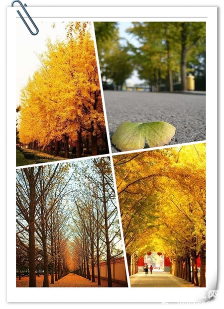 红黄蓝白紫……北京最适合赏秋“八大处”