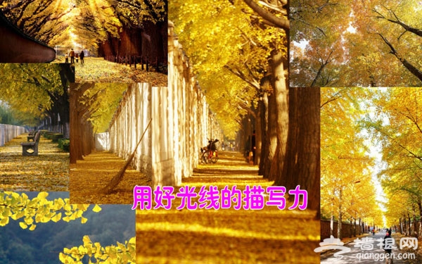金秋摄影游 如何拍好银杏的几个小技巧