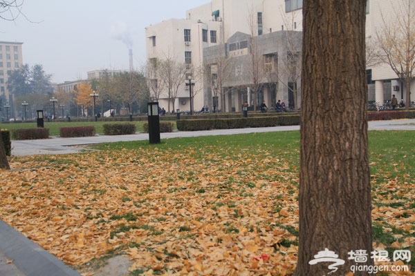金秋摄影游：清华北大赏银杏攻略指南
