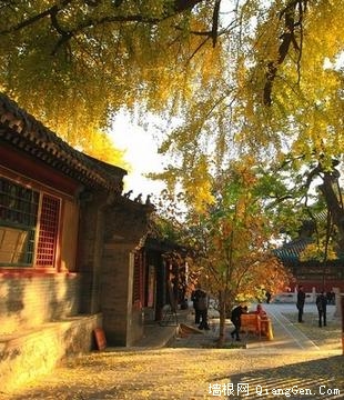 金秋潭柘寺看银杏叶