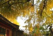 金秋潭柘寺看银杏叶