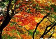 京郊赏红叶目的地推荐：妙峰山一览众山小