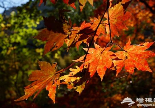 秋日摄影游：拍摄红叶的12个小技巧