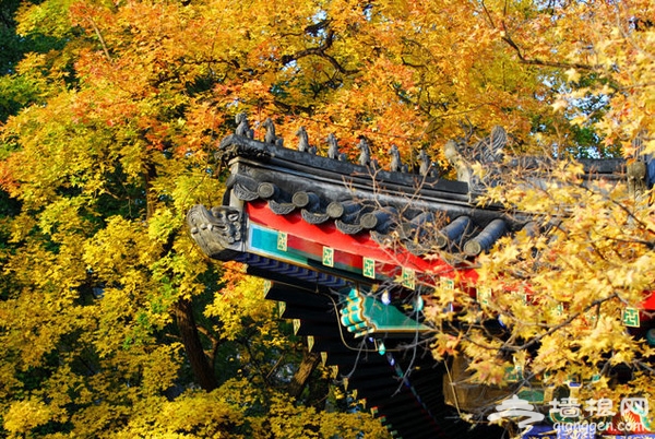 2012香山红叶文化节 游玩攻略指南