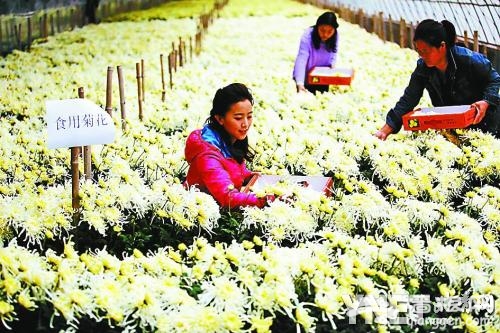 延庆村里菊花开 村民摆上菊花宴