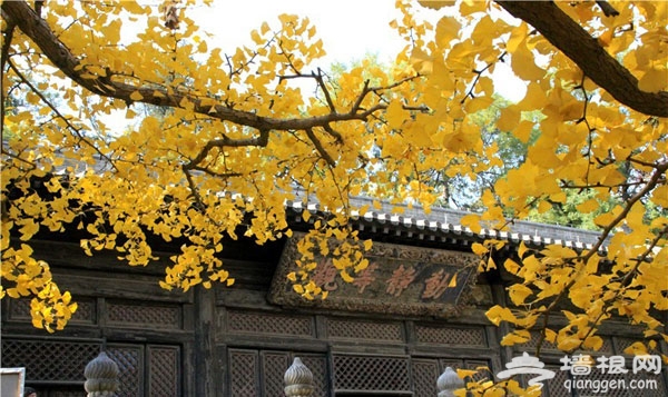 大觉寺第一站 京郊古寺赏银杏(图)