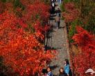 京郊古寺游 赏千年银杏