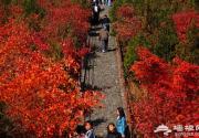 京郊古寺游 赏千年银杏