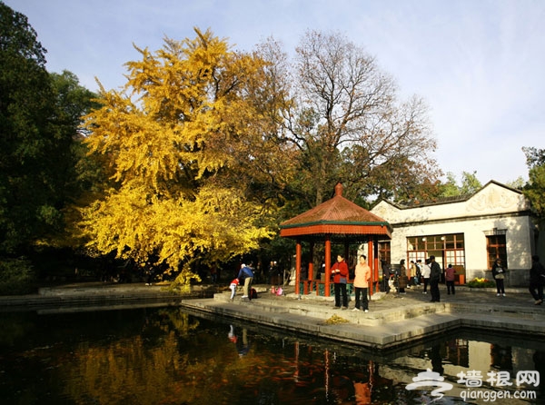 赏秋菊观彩叶 北京市属公园游玩推荐