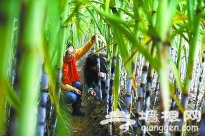 寒冬时节京郊首现甘蔗林[墙根网]