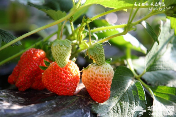 北京冬季草莓采摘一日游攻略[墙根网]