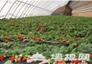 昌平优优草莓采摘园