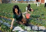顺义赵老头草莓采摘园