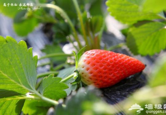 北京冬季草莓采摘一日游攻略