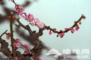 2013年北京植物园观腊梅展、兰花展