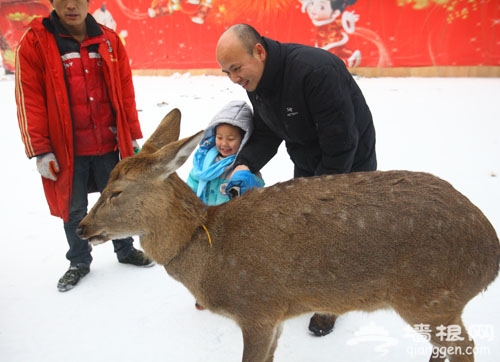 北京冬季亲子游 冰雪节里乐翻天