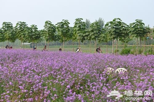 薰衣草庄园 薰衣草庄园