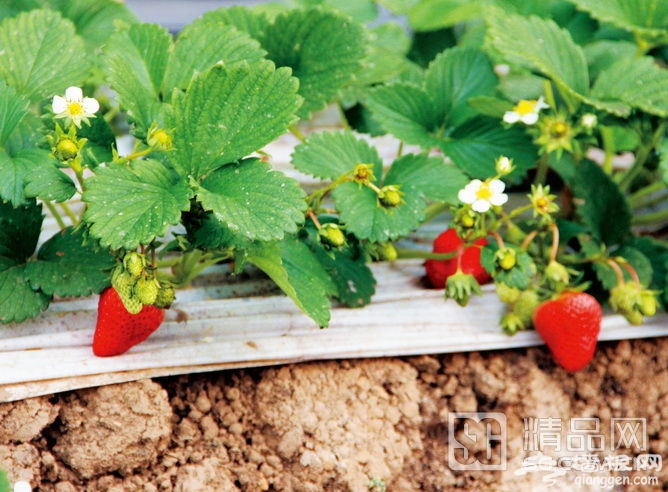 京郊草莓采摘、住农家、泡温泉，快乐周末ABC[墙根网]