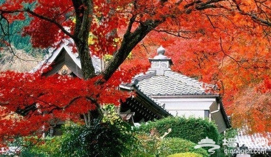 2013北京春节庙会及景区春节活动总结[墙根网]