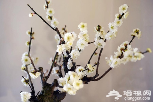 2013年北京植物园腊梅展