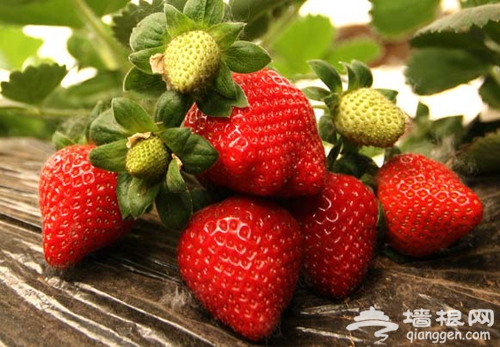 怀柔草莓采摘一日游 红莓园“莓”色如画