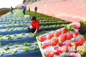 延庆草莓已成熟  待游客春节采摘