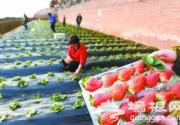 延庆草莓已成熟  待游客春节采摘