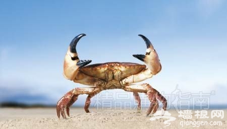 这位不速之客为我们的海岛假期增添了一份惊喜