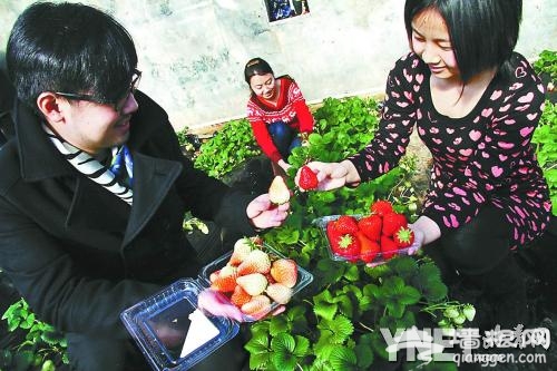 2013北京草莓季 京郊白草莓春春节可采摘