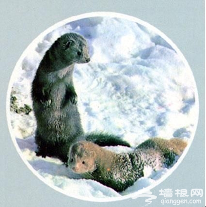 年味十足盘点各地“宝贝”之北方特色年货篇