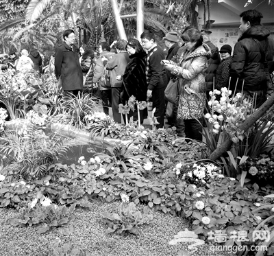 北京植物园万人争看兰花展[墙根网]